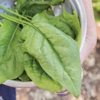 Persius Spinach