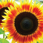 Fire Catcher Sunflower