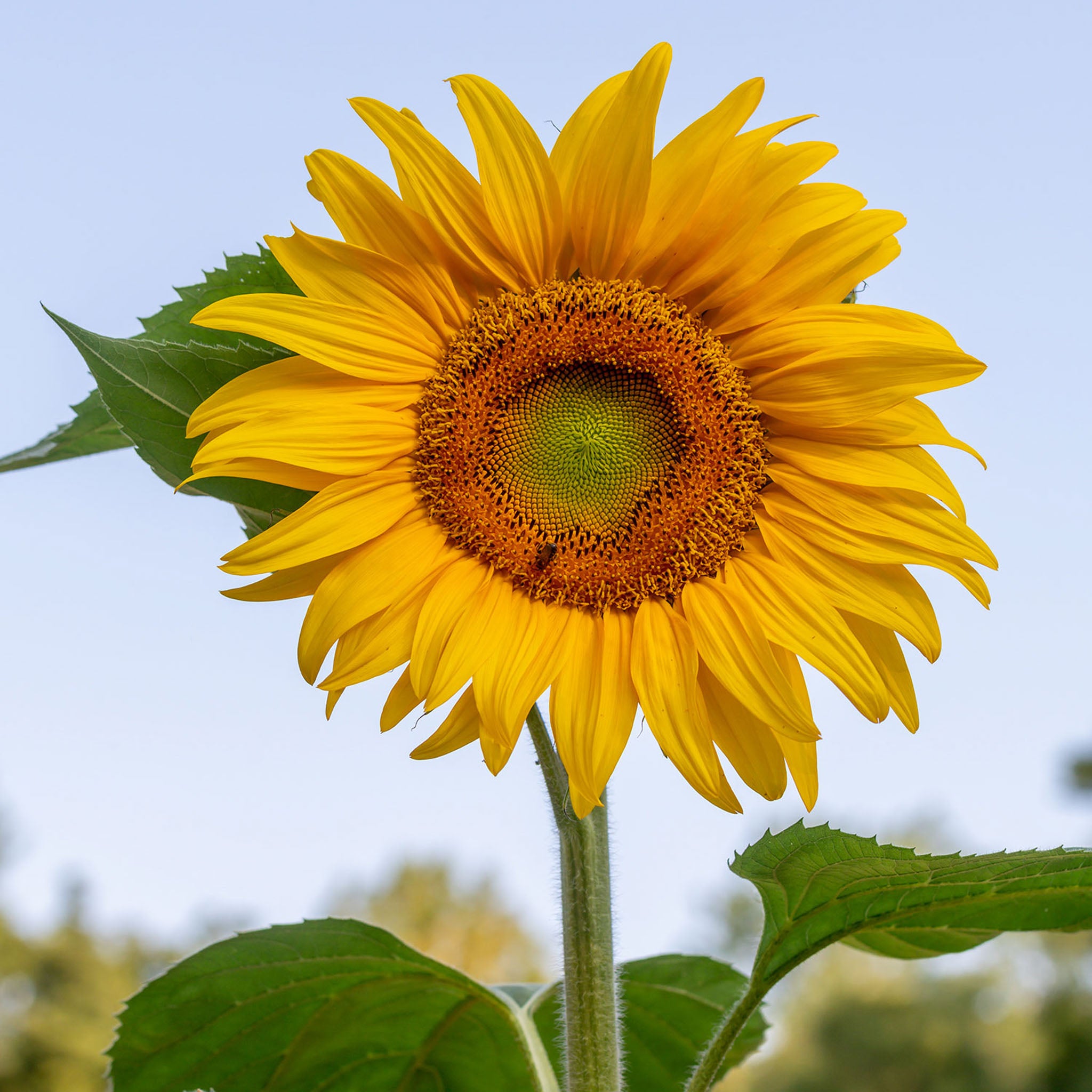 Mammoth Sunflower