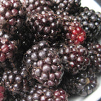 Ouachita Blackberry