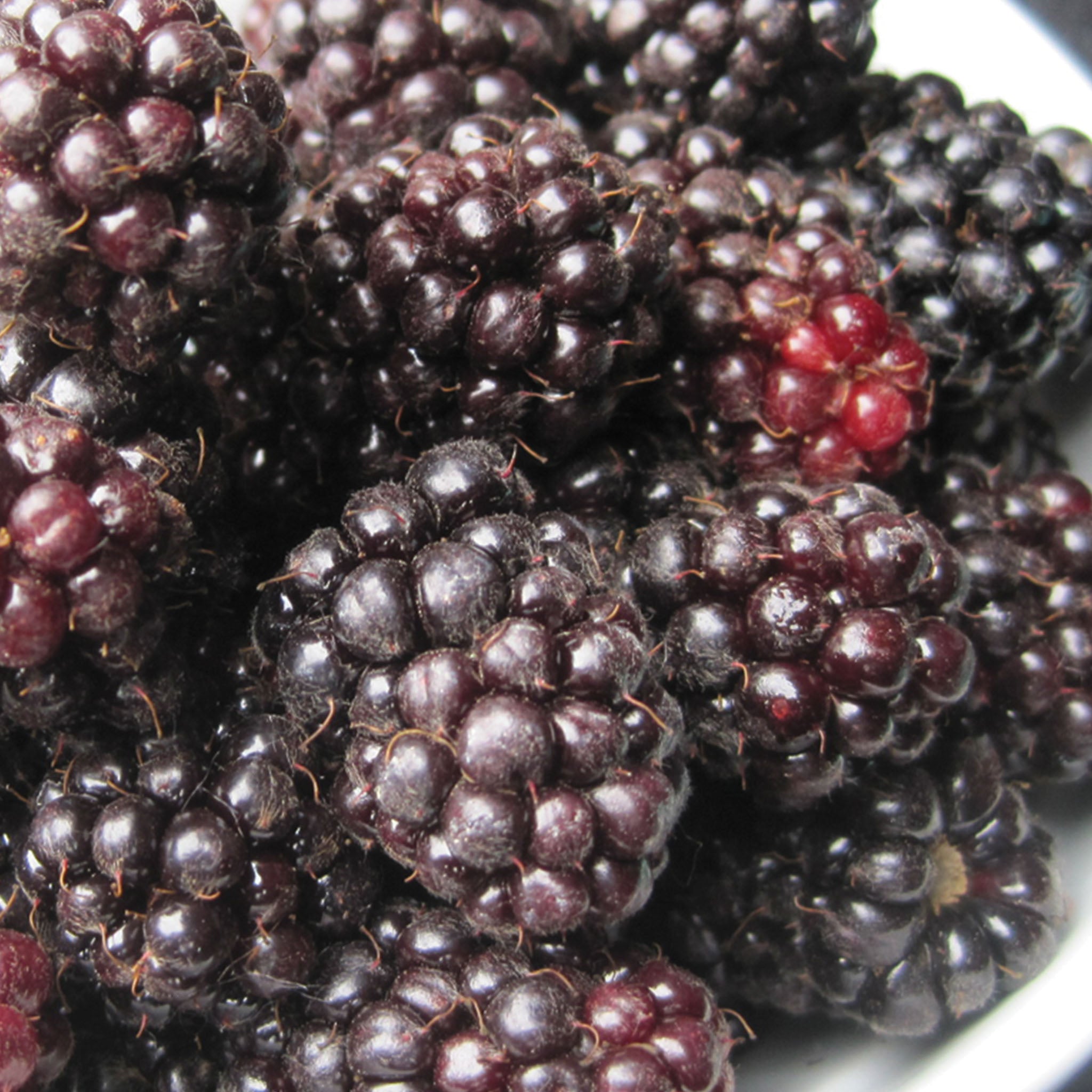 Ouachita Blackberry