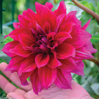 Babylon Purple Dahlia Tubers