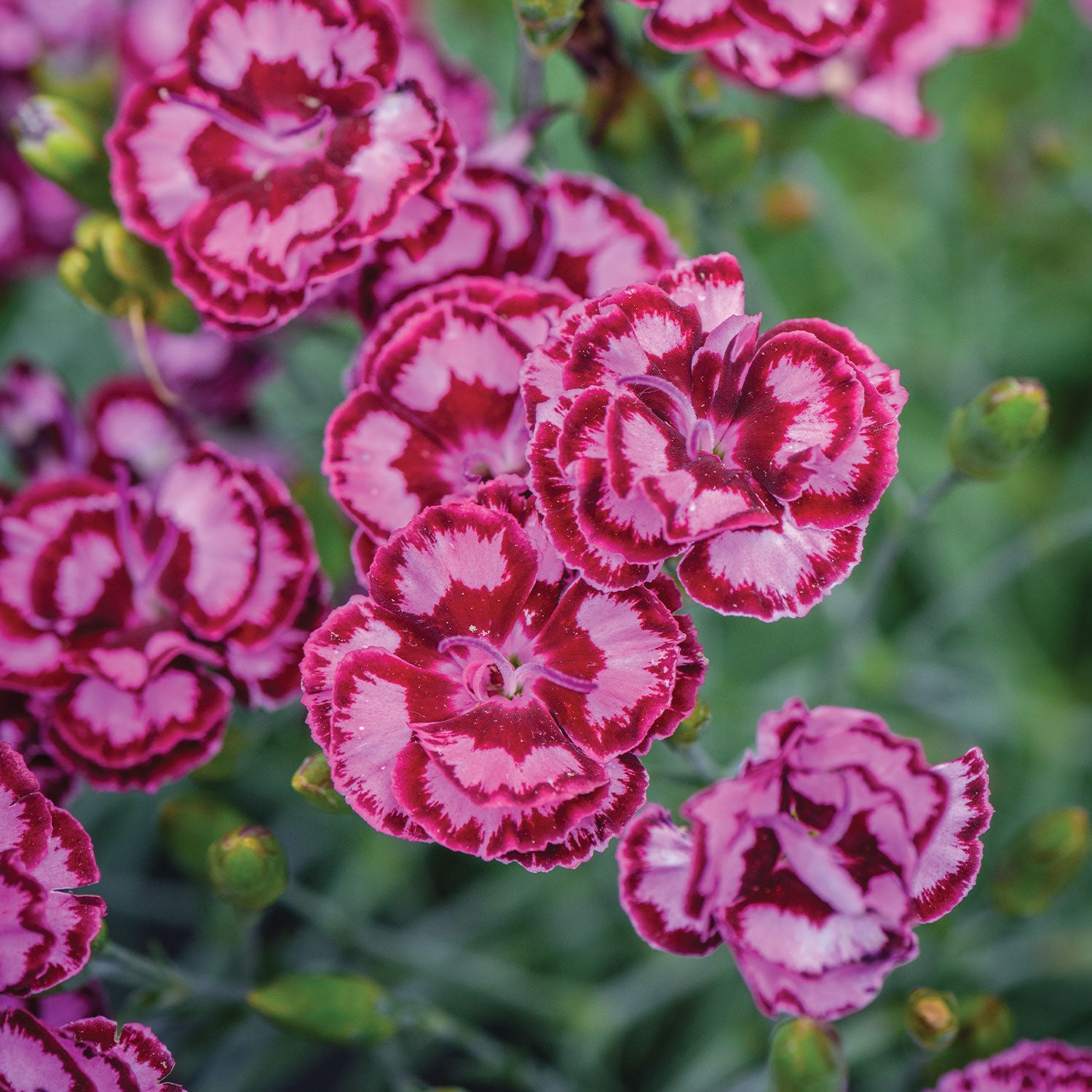 Scent from Heaven Angel of Compassion Dianthus