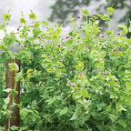 Purple Podded Pea