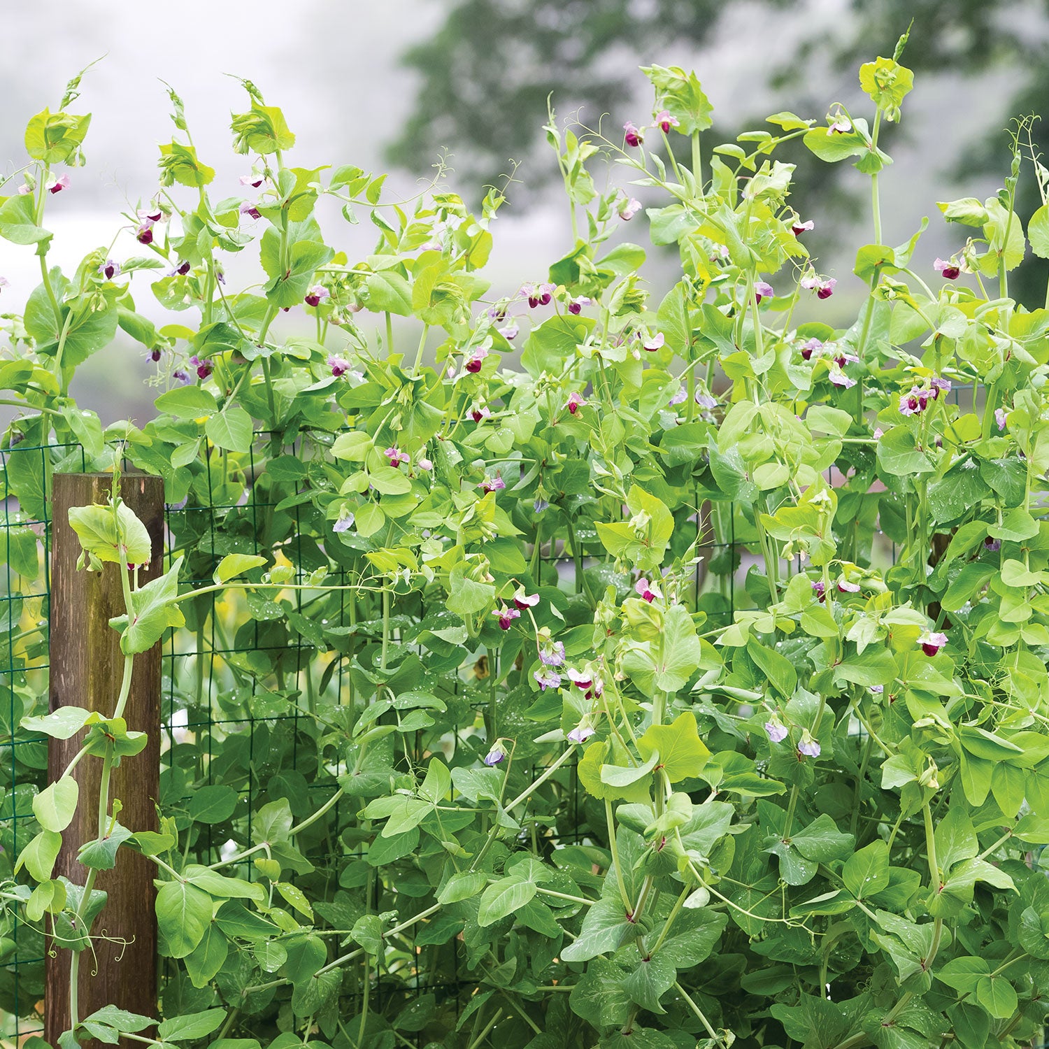 Purple Podded Pea