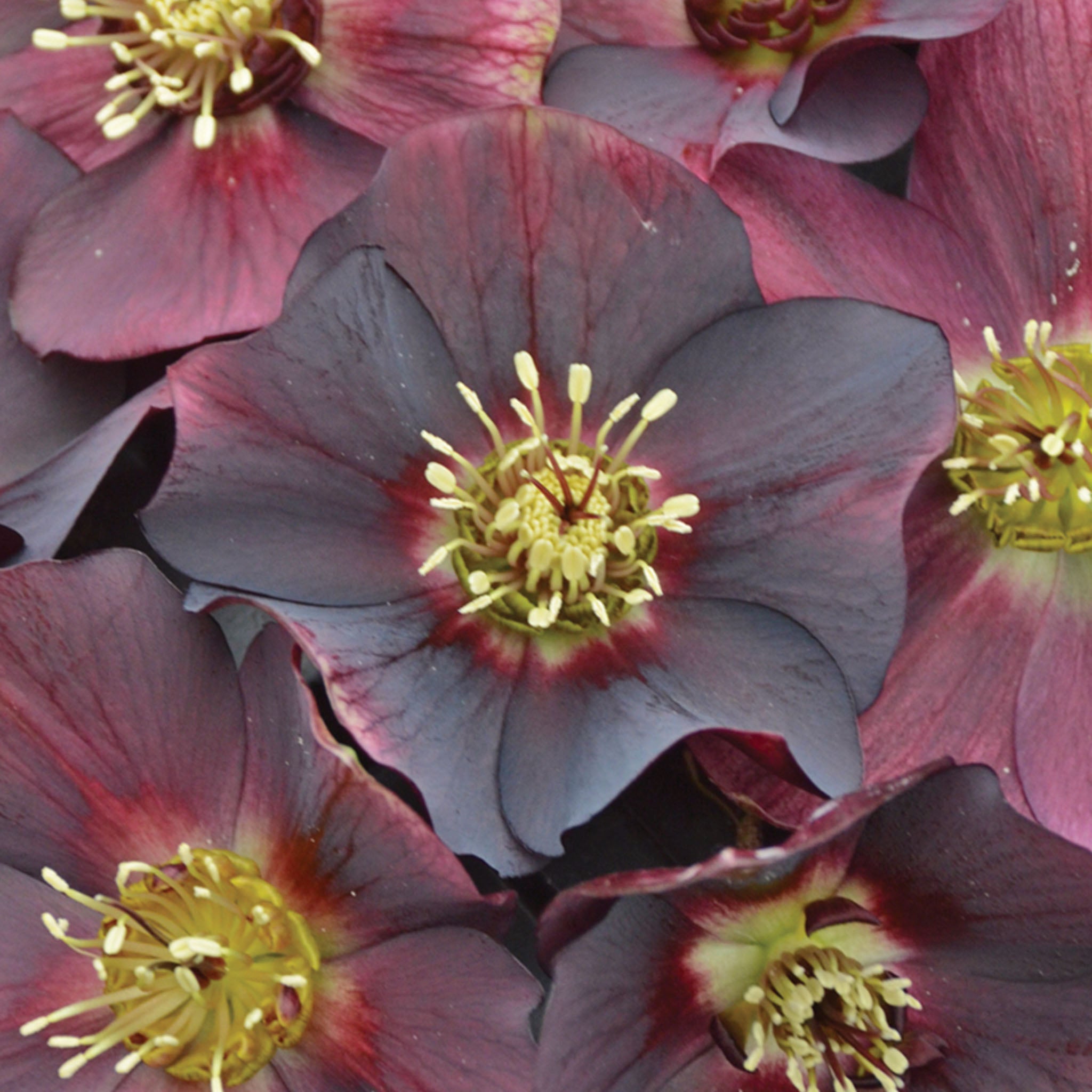 Honeymoon Rome in Red Hellebore