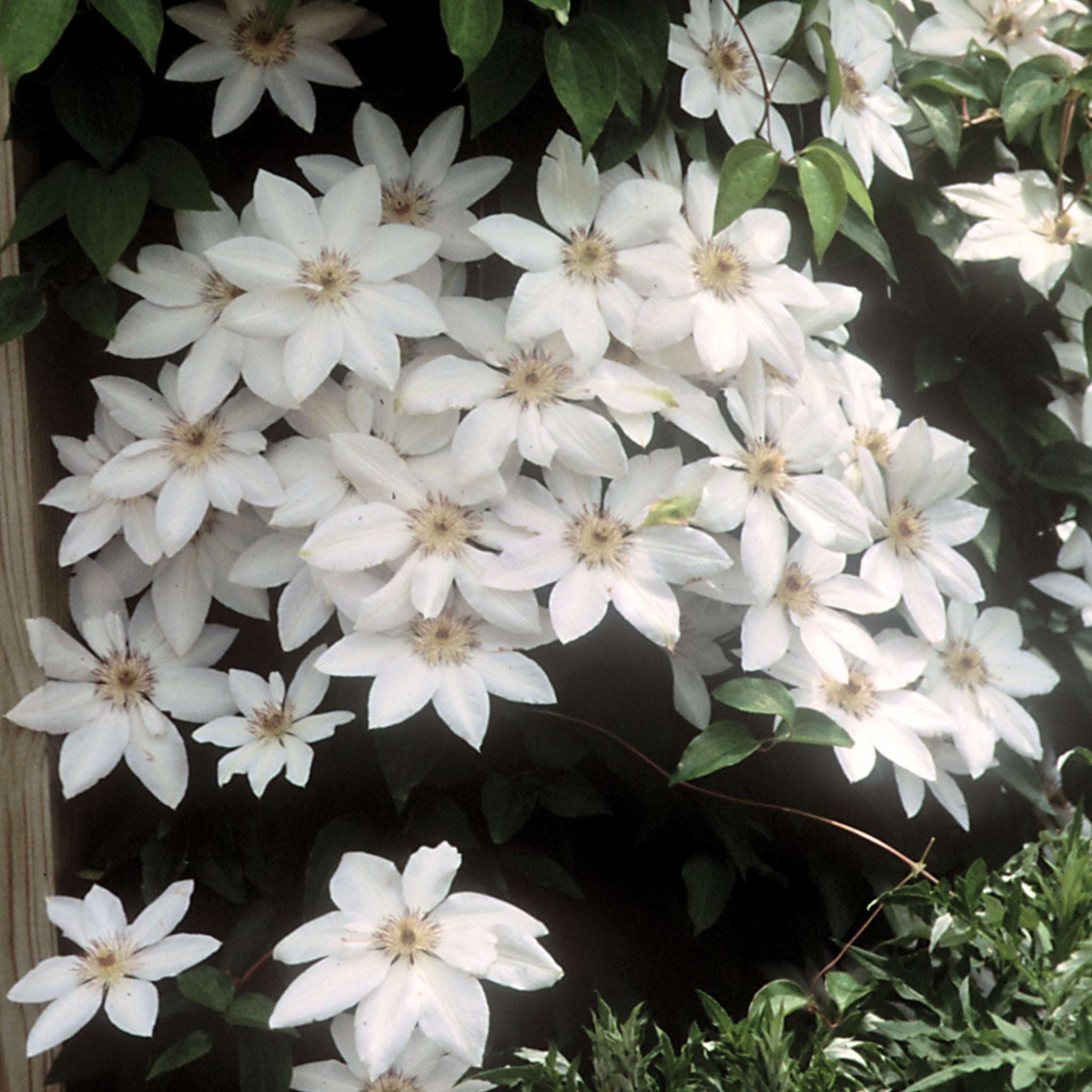 Henryi (white) Clematis