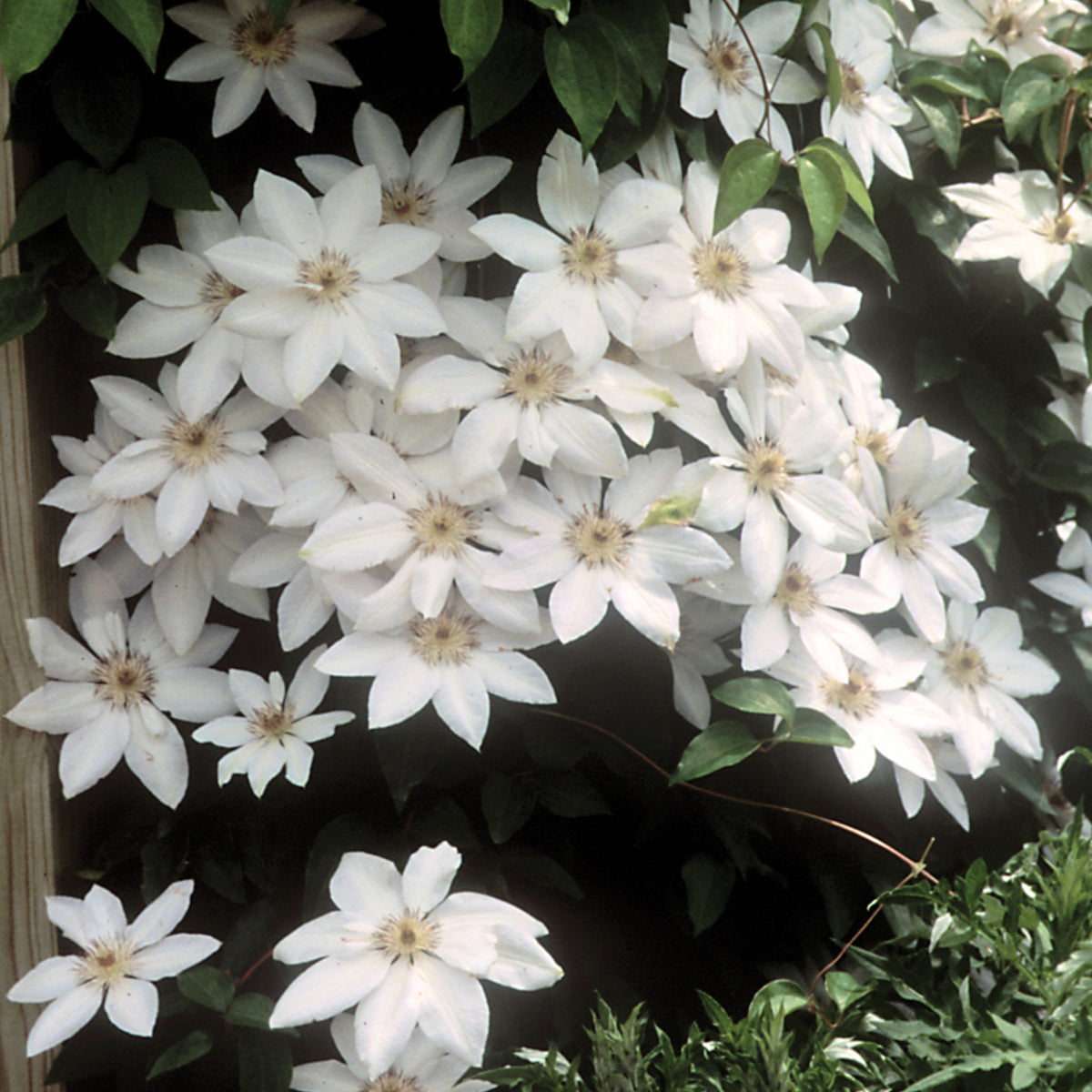 Henryi (white) Clematis