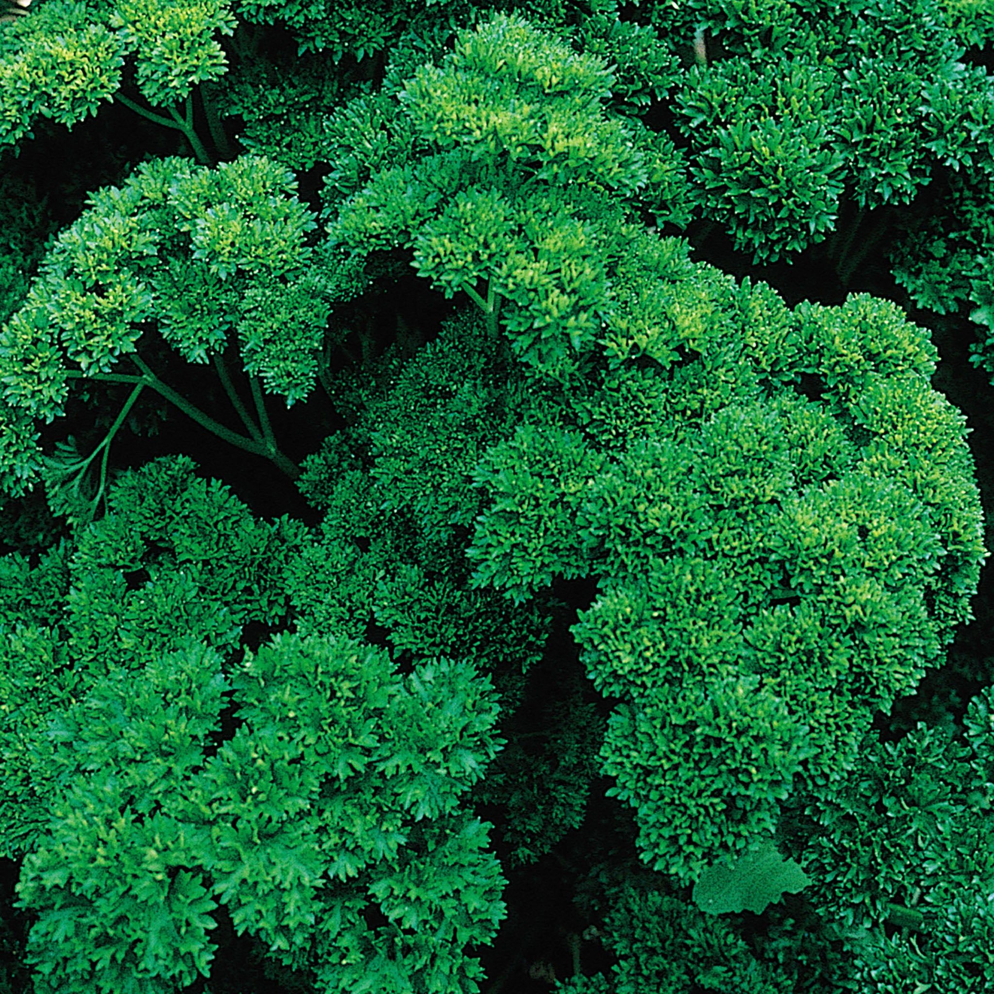 Double Curled Organic Parsley