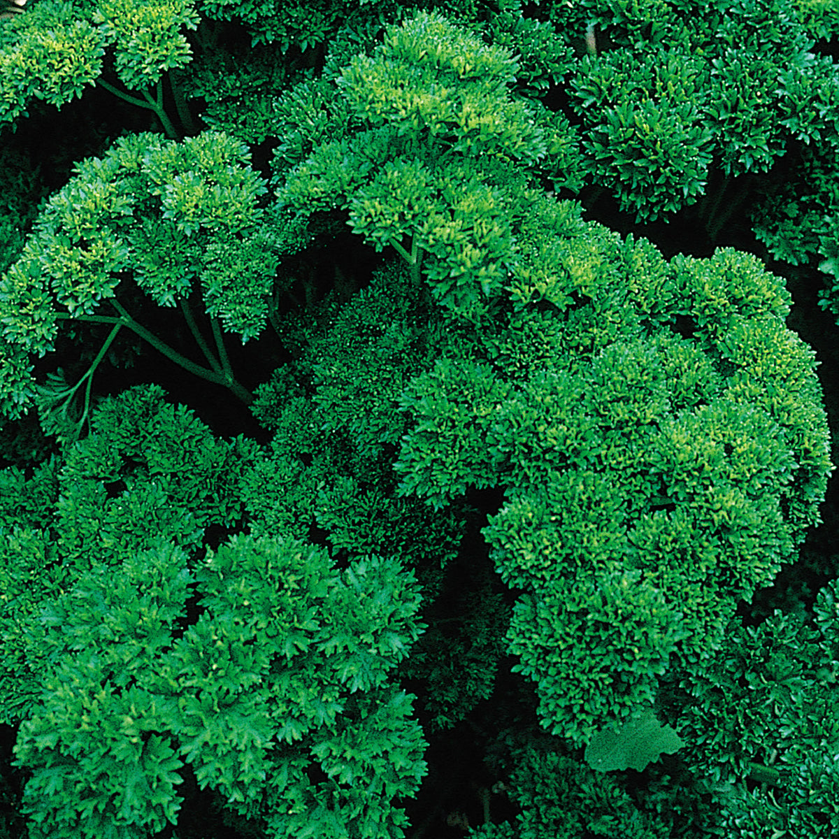 Double Curled Organic Parsley