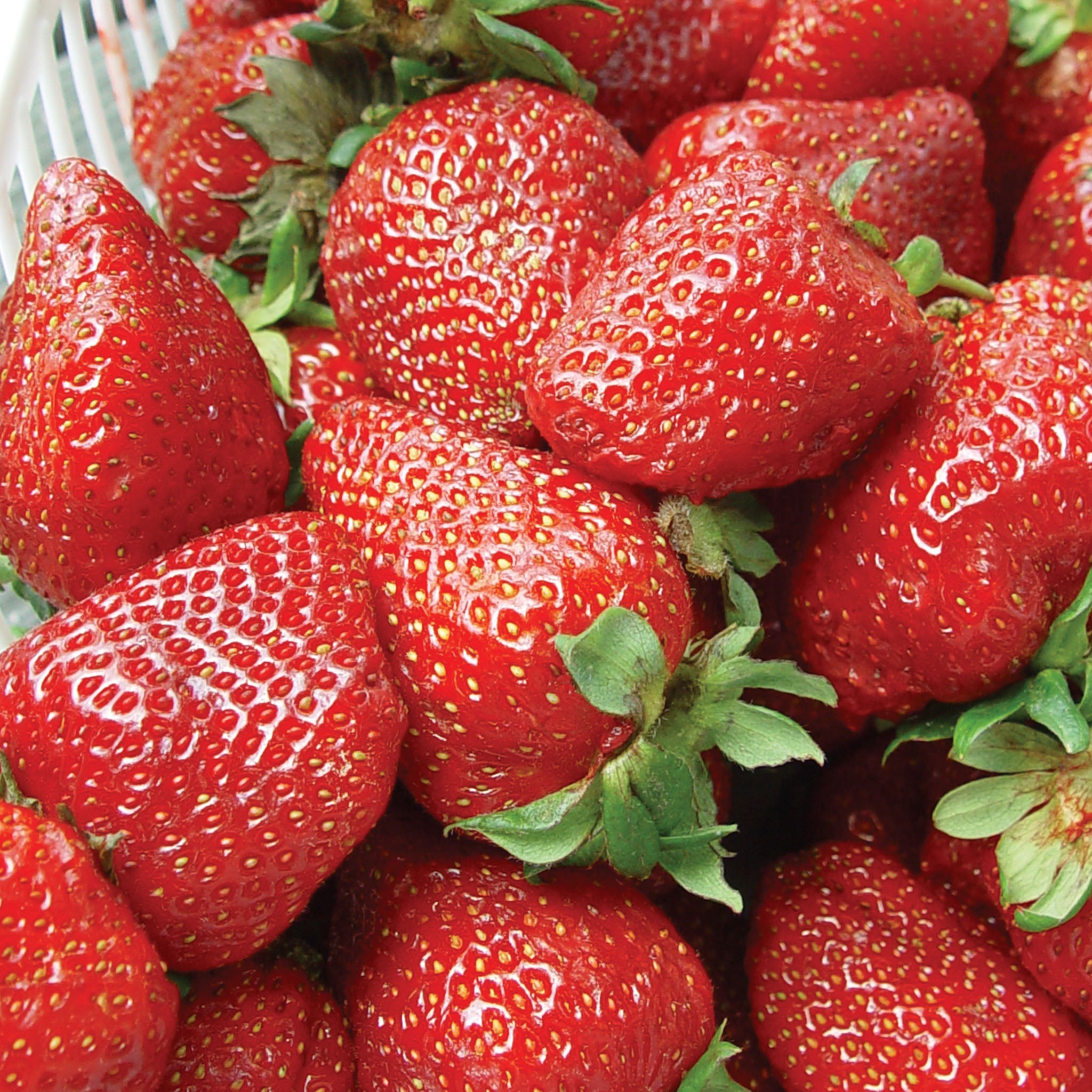 Albion Strawberry Bare Roots