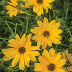 Autumn Gold Helianthus