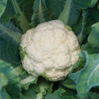 White Corona Cauliflower