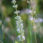 Lacy Frills Lavender