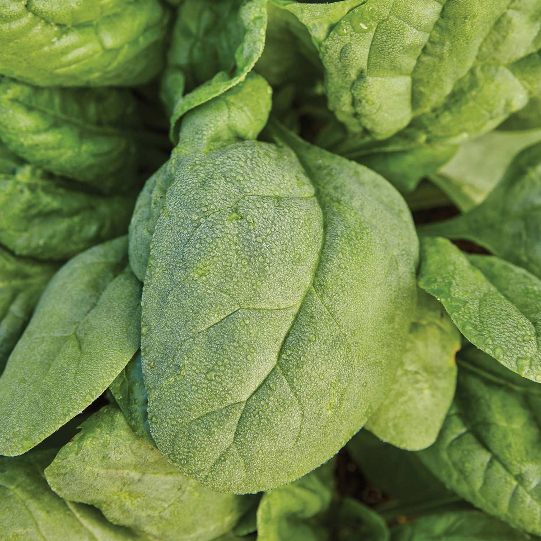 Bloomsdale Long Standing Spinach