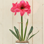 Amaryllis & Orchid Support Kit