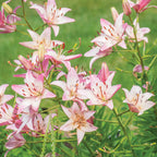 Rosellas Dream Lily Asiatic Bulbs