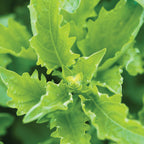 Serrata Basil