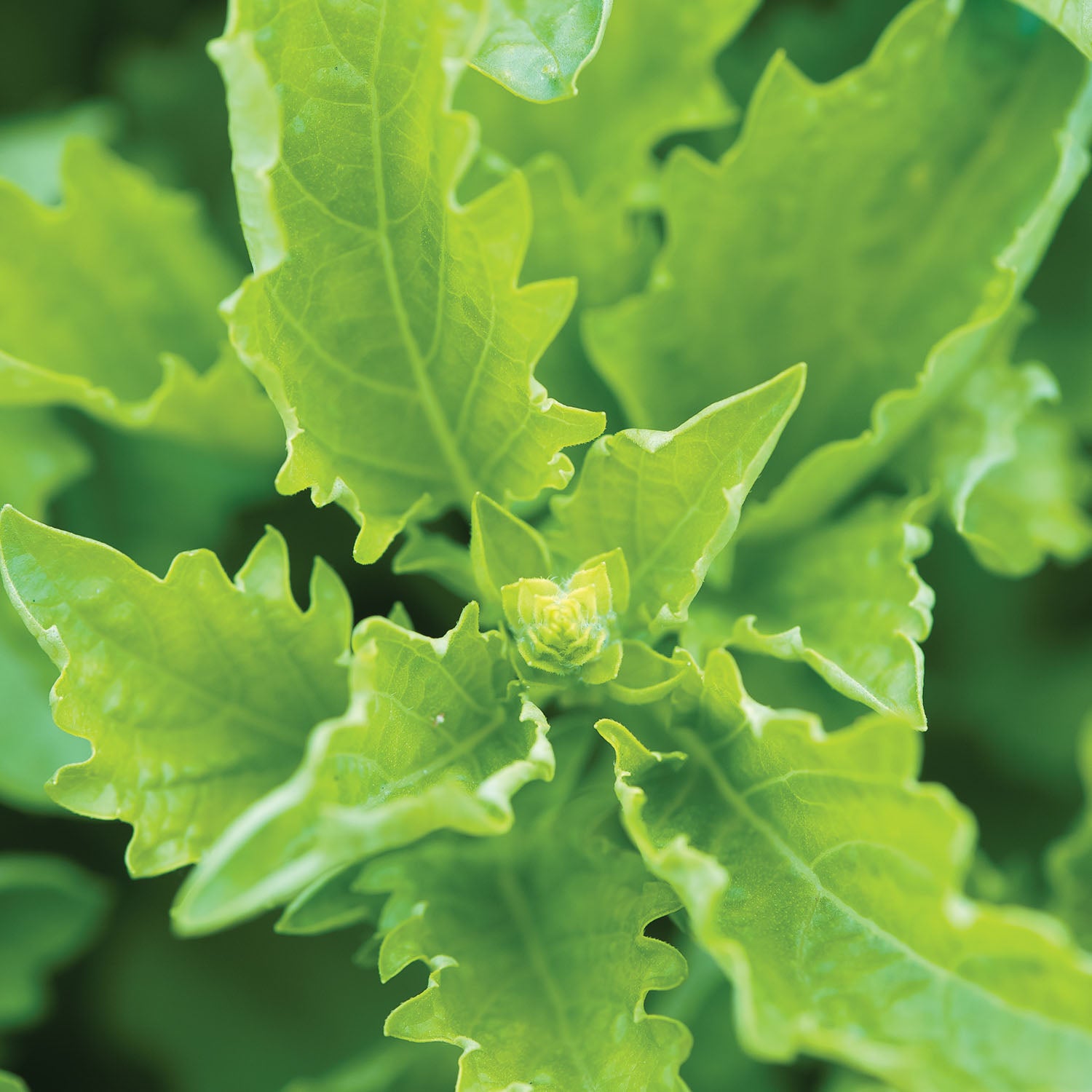 Serrata Basil