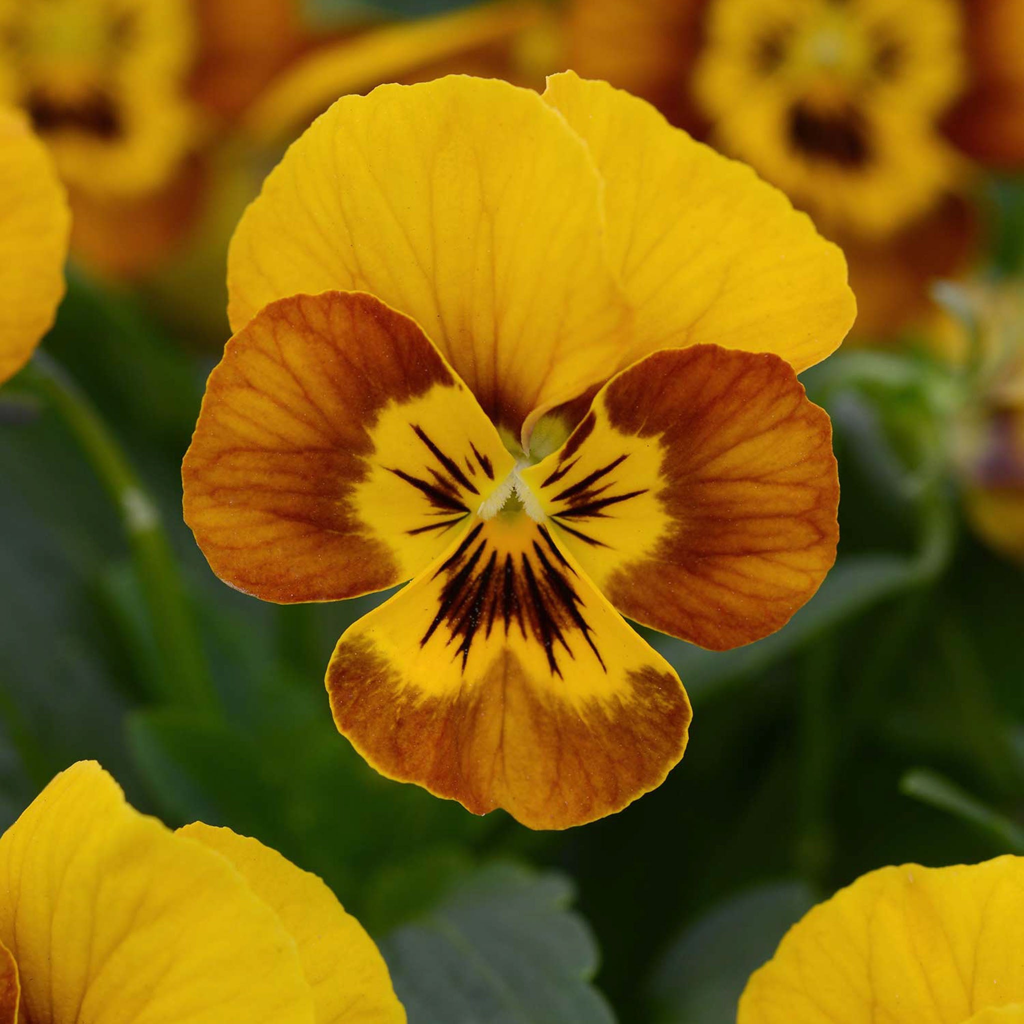Sorbet Honeybee Viola