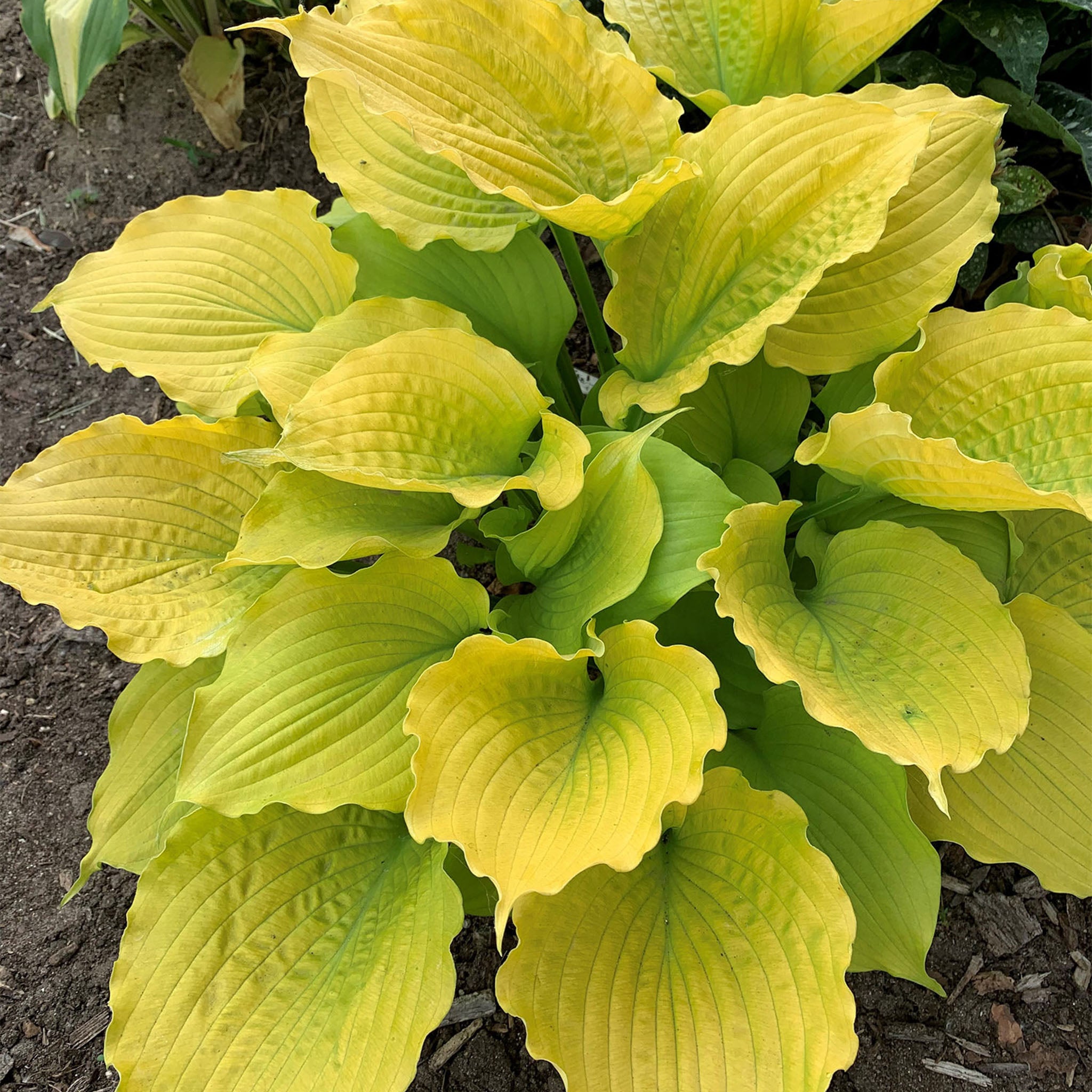 Echo the Sun Hosta Bare Roots