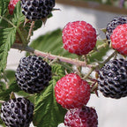 Niwot Raspberry