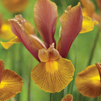 Lion King Iris Dutch Bulbs