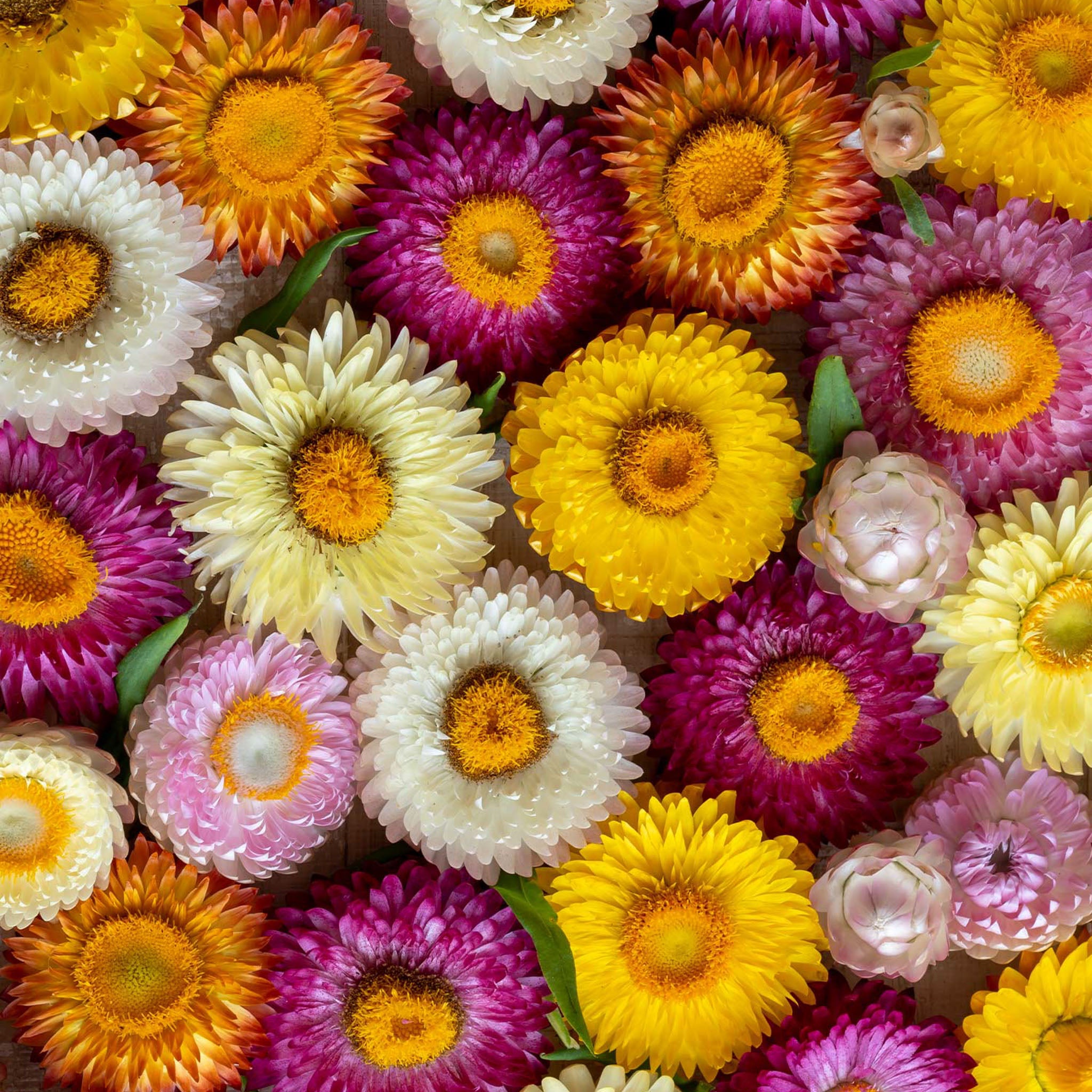 Tom Thumb Mixed Colors Strawflower Seeds