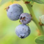 Top Hat Blueberry
