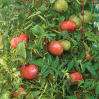 Atlas Tomato