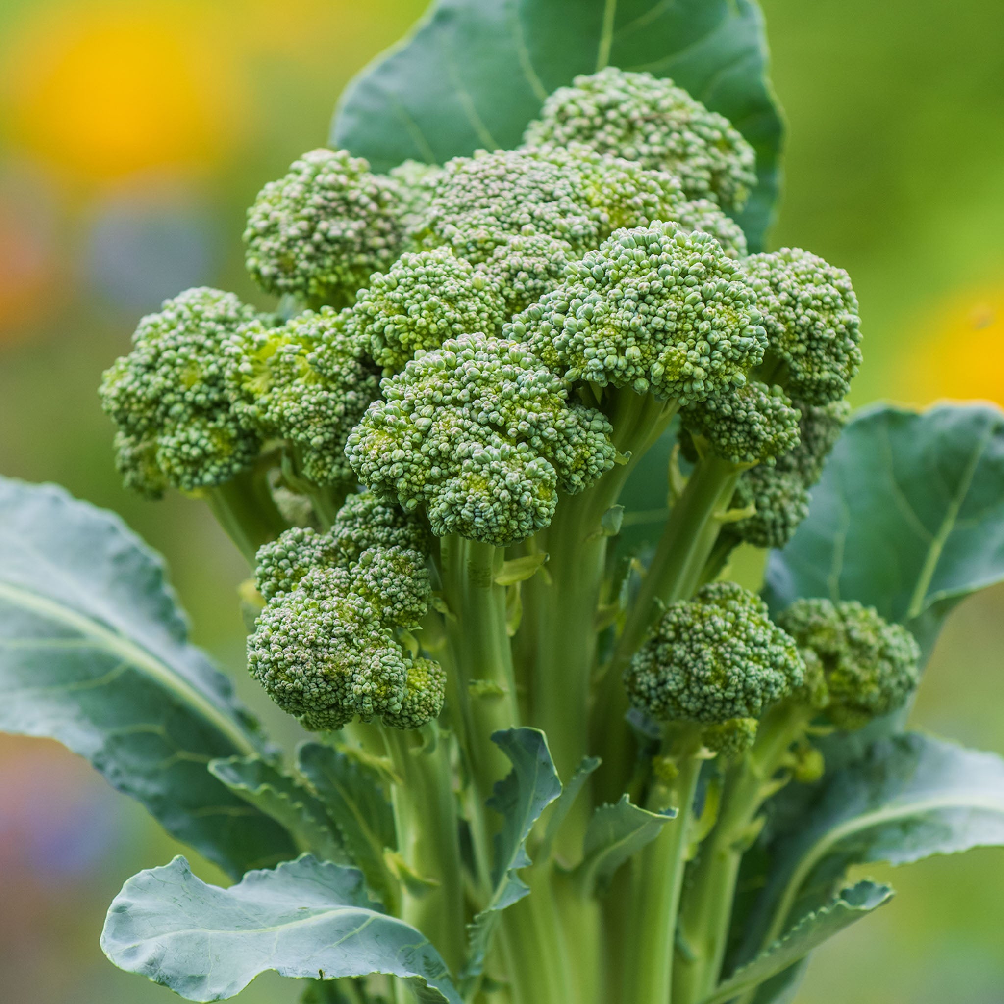 Montebello Sprouting Broccoli
