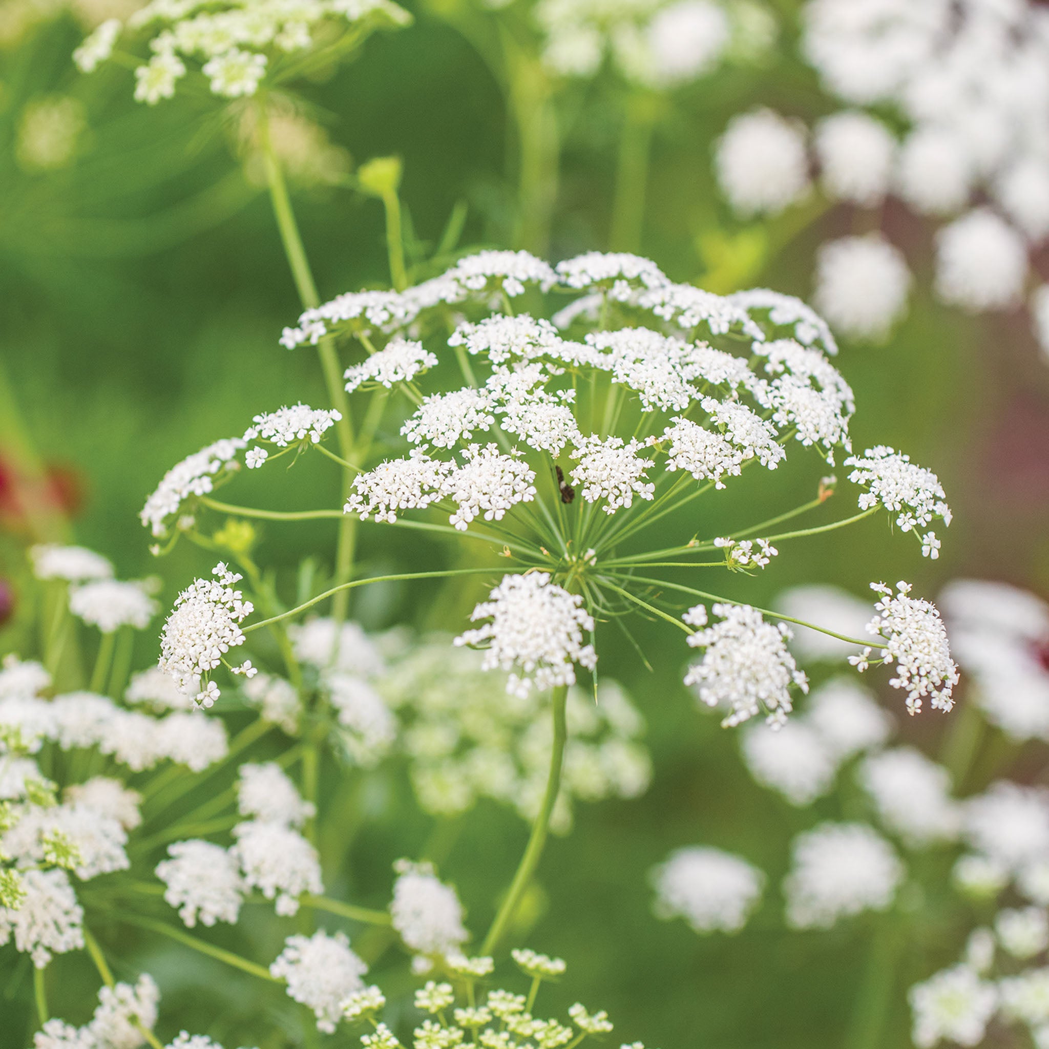 Laceflower Ammi Majus