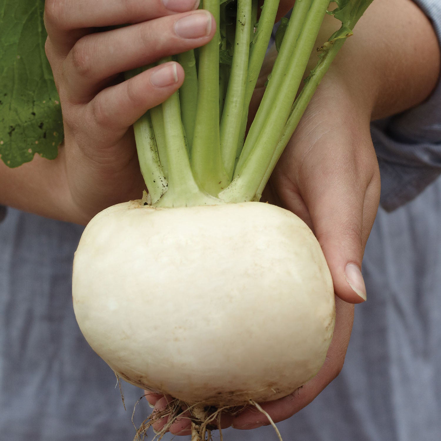 Tokyo Cross Turnip