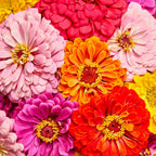 Giant Flowered Mixed Colors Zinnia