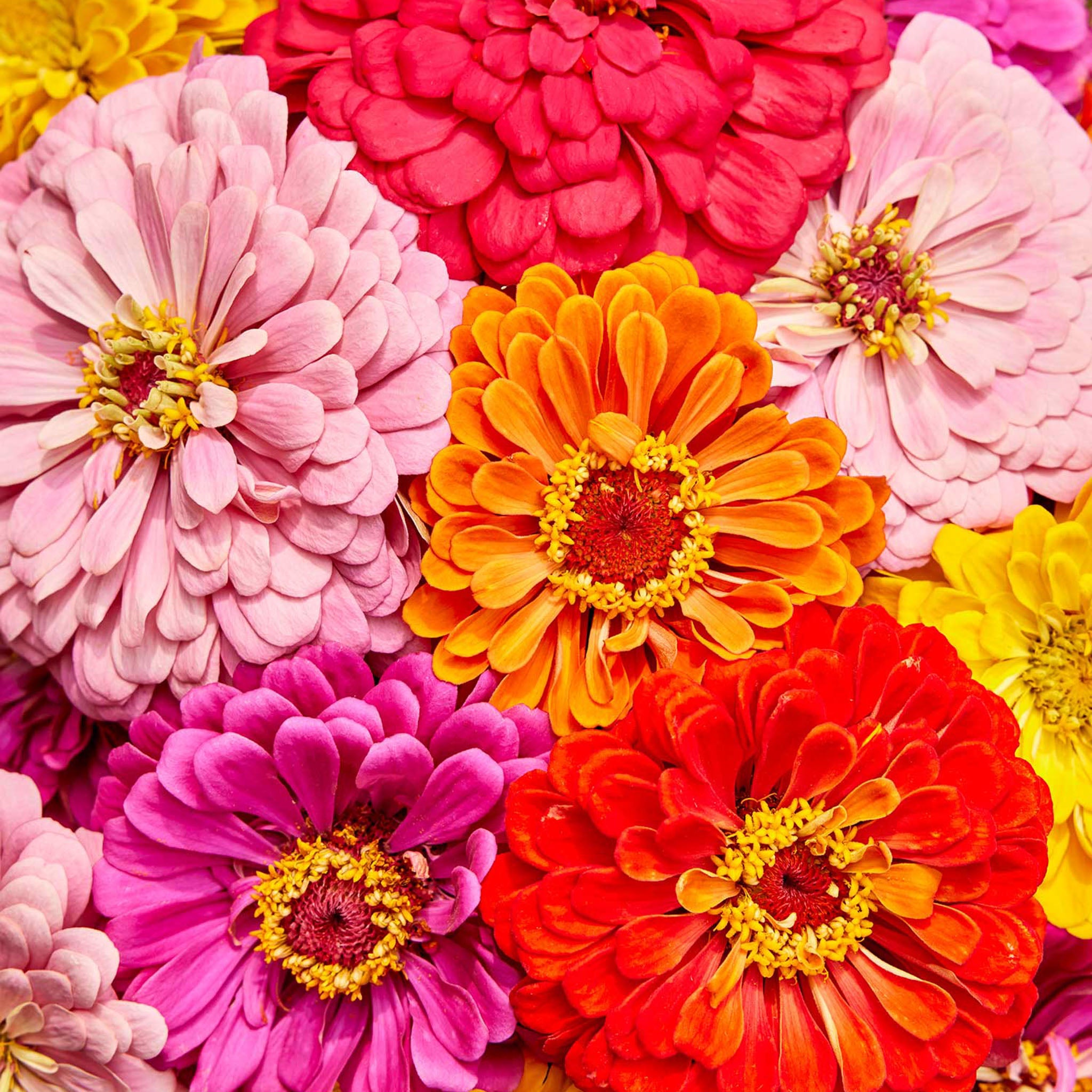 Giant Flowered Mixed Colors Zinnia