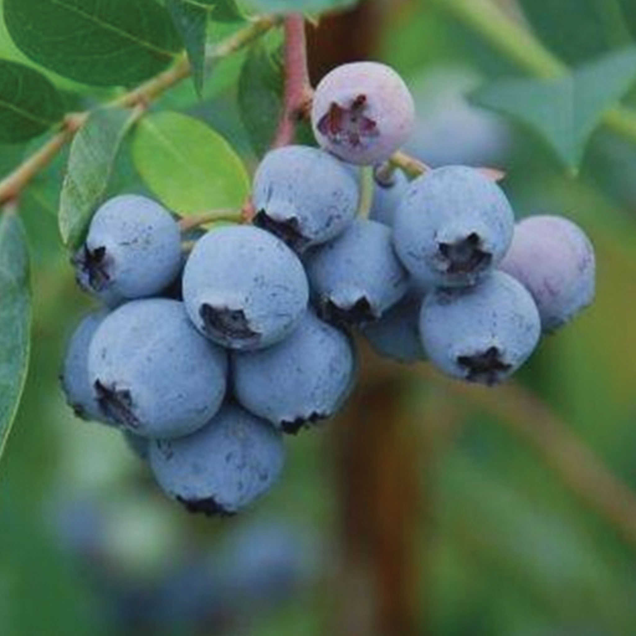 Mini Blues Blueberry