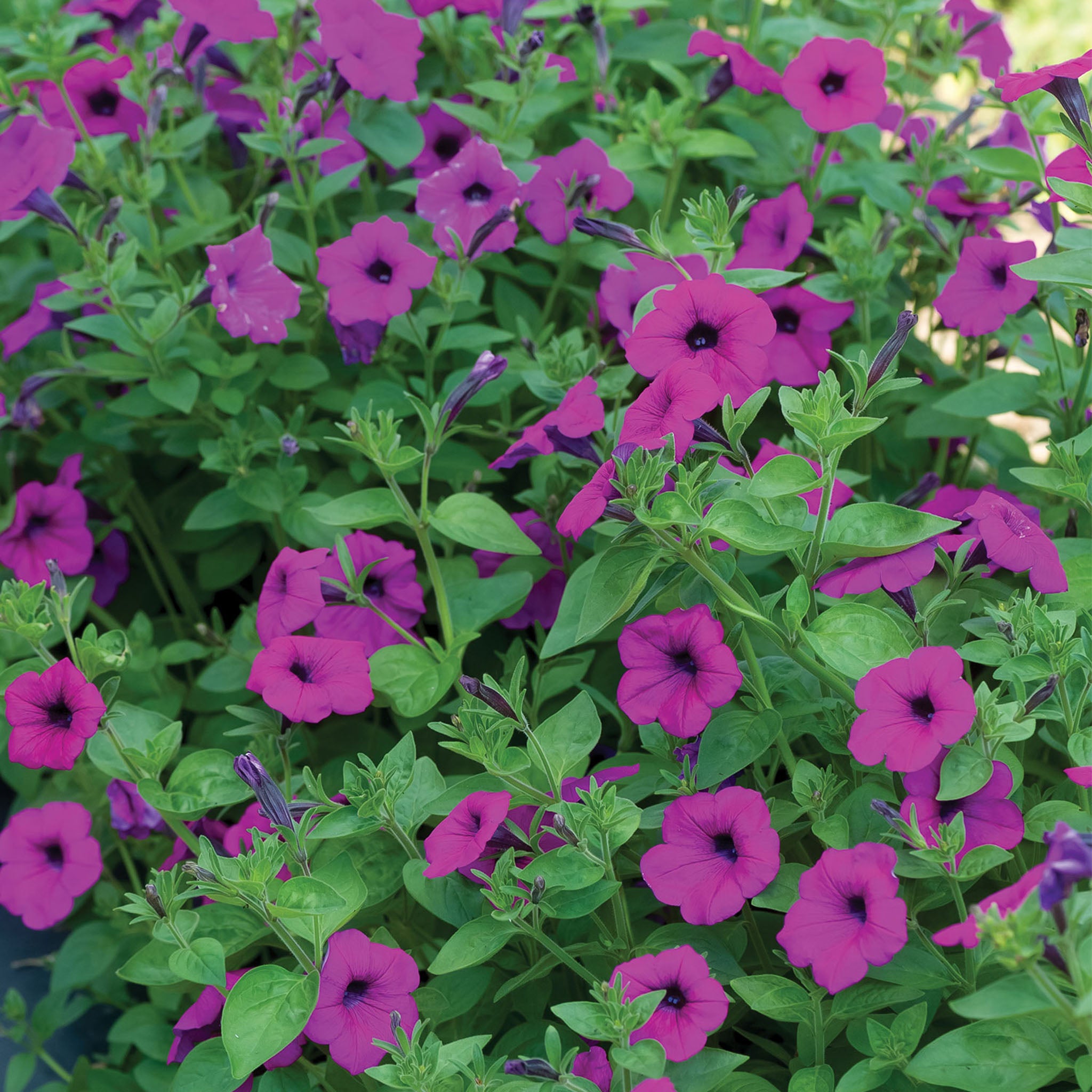 Tickled Pink Petunia