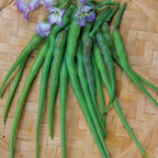 Dragons Tail Radish