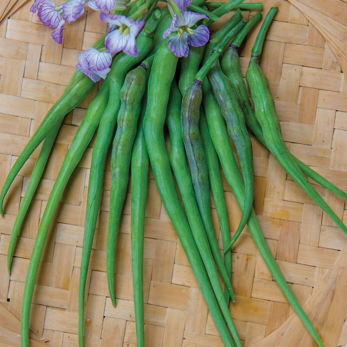 Dragons Tail Radish