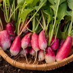 Fire N Ice Radish