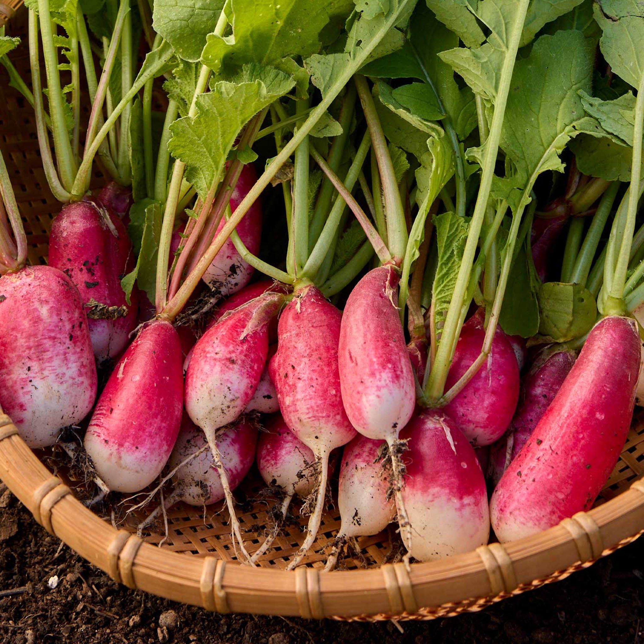 Fire N Ice Radish
