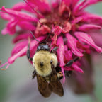 Bees Knees Monarda