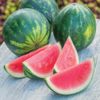 Mini Piccolo Watermelon