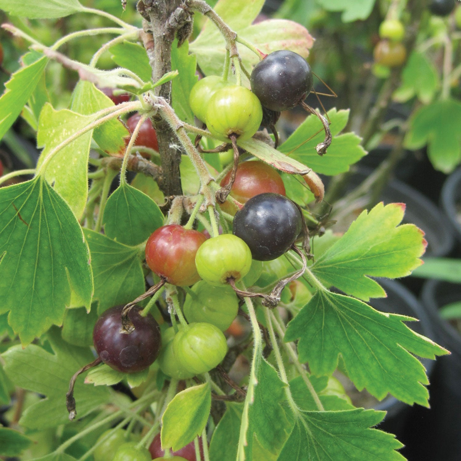 Consort Black Currant
