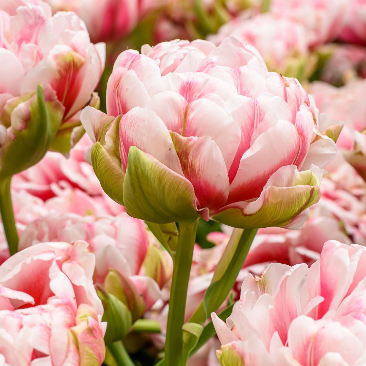 Chandelier Tulip Bulbs
