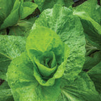 Sugarloaf Escarole