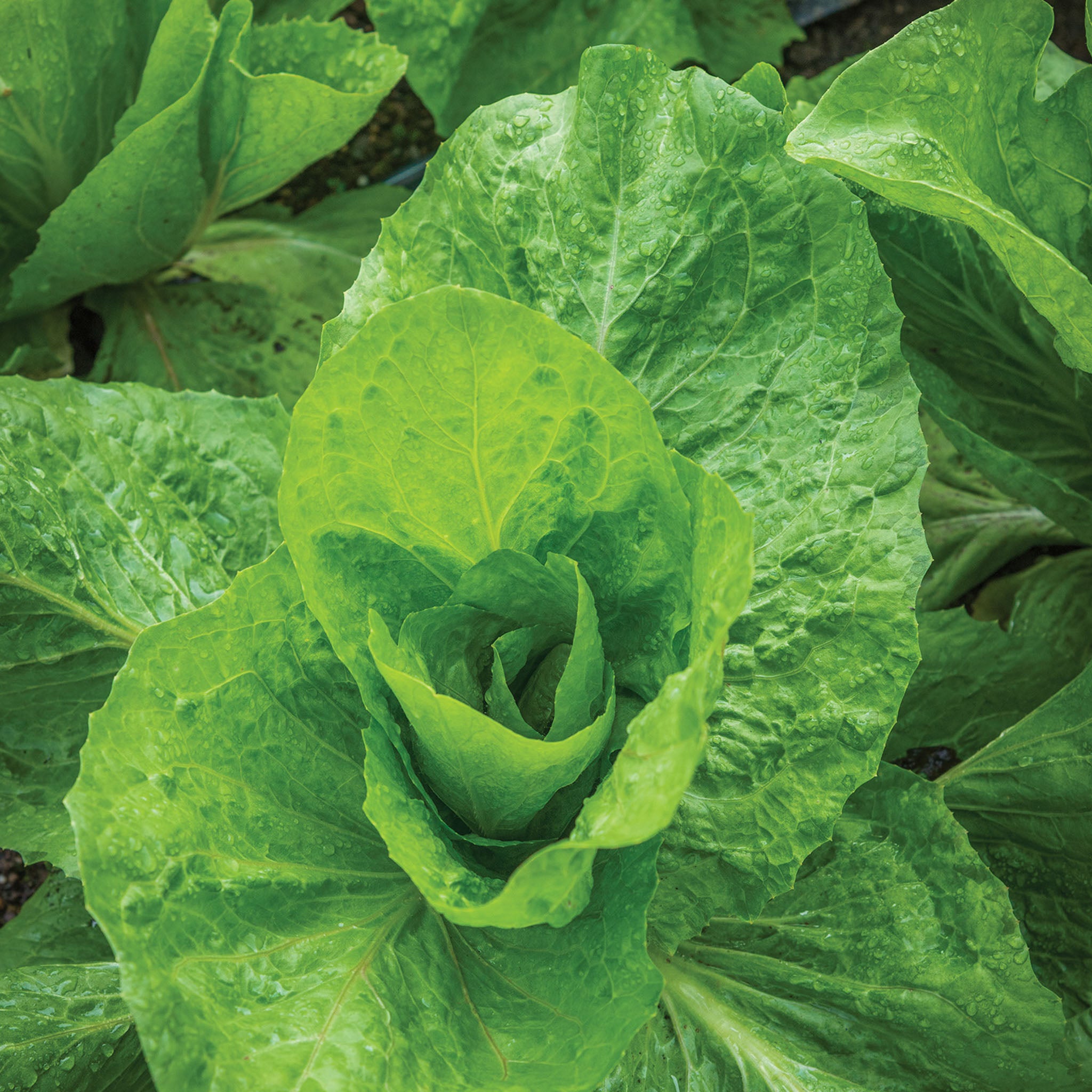 Sugarloaf Escarole