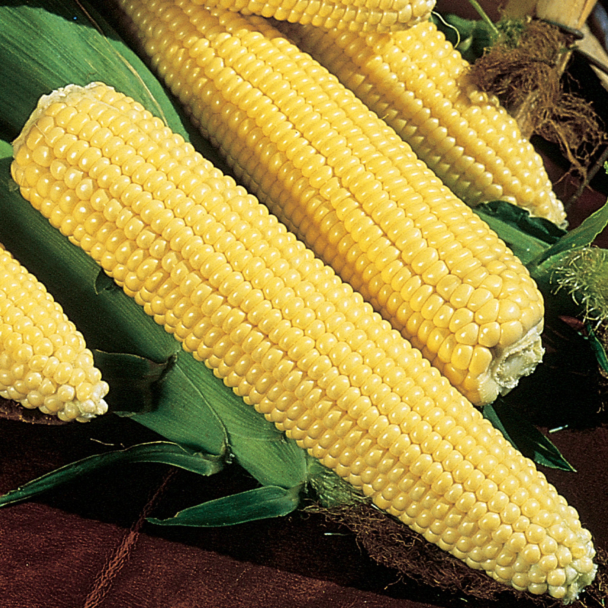 Northern Xtra-Sweet Corn