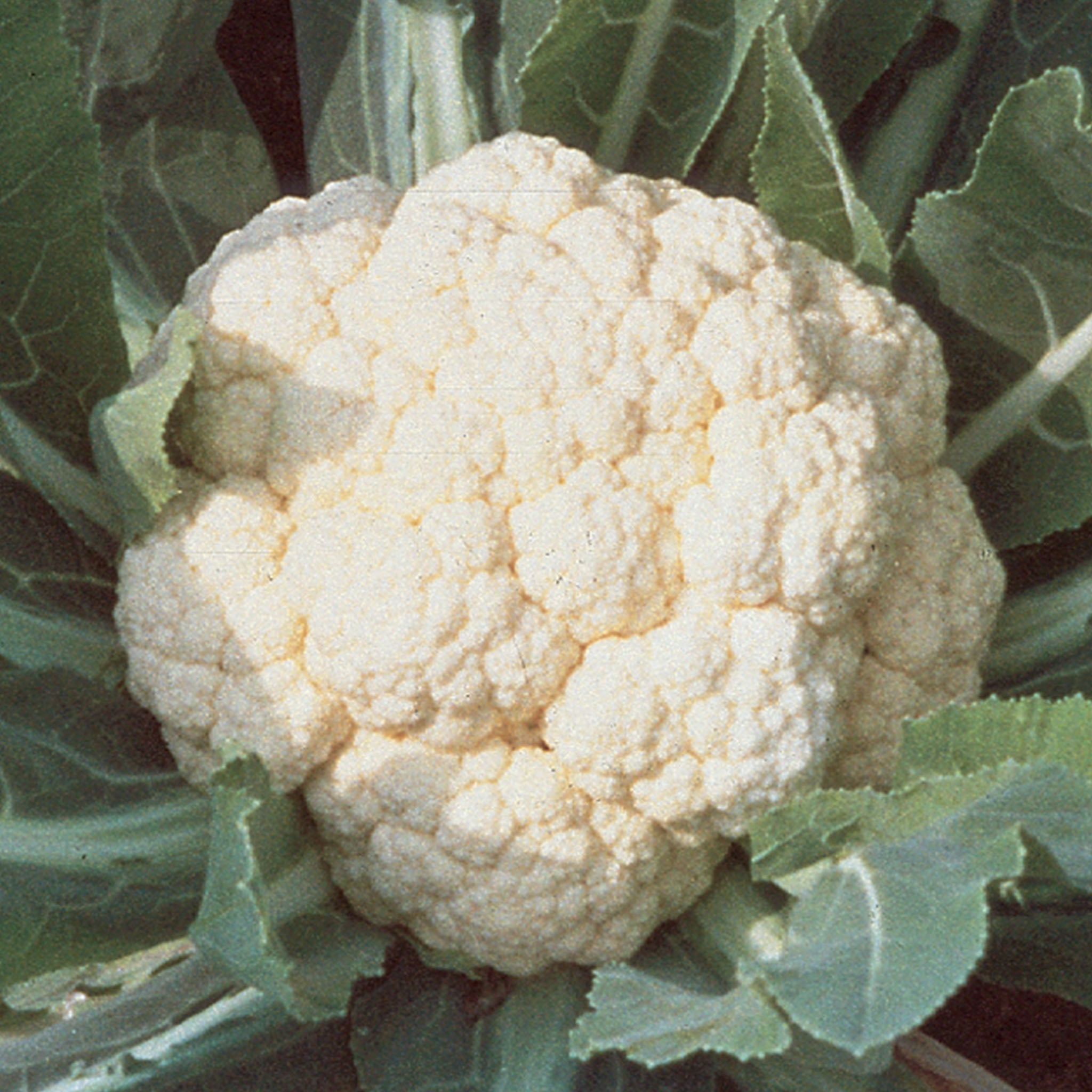 Early White Cauliflower