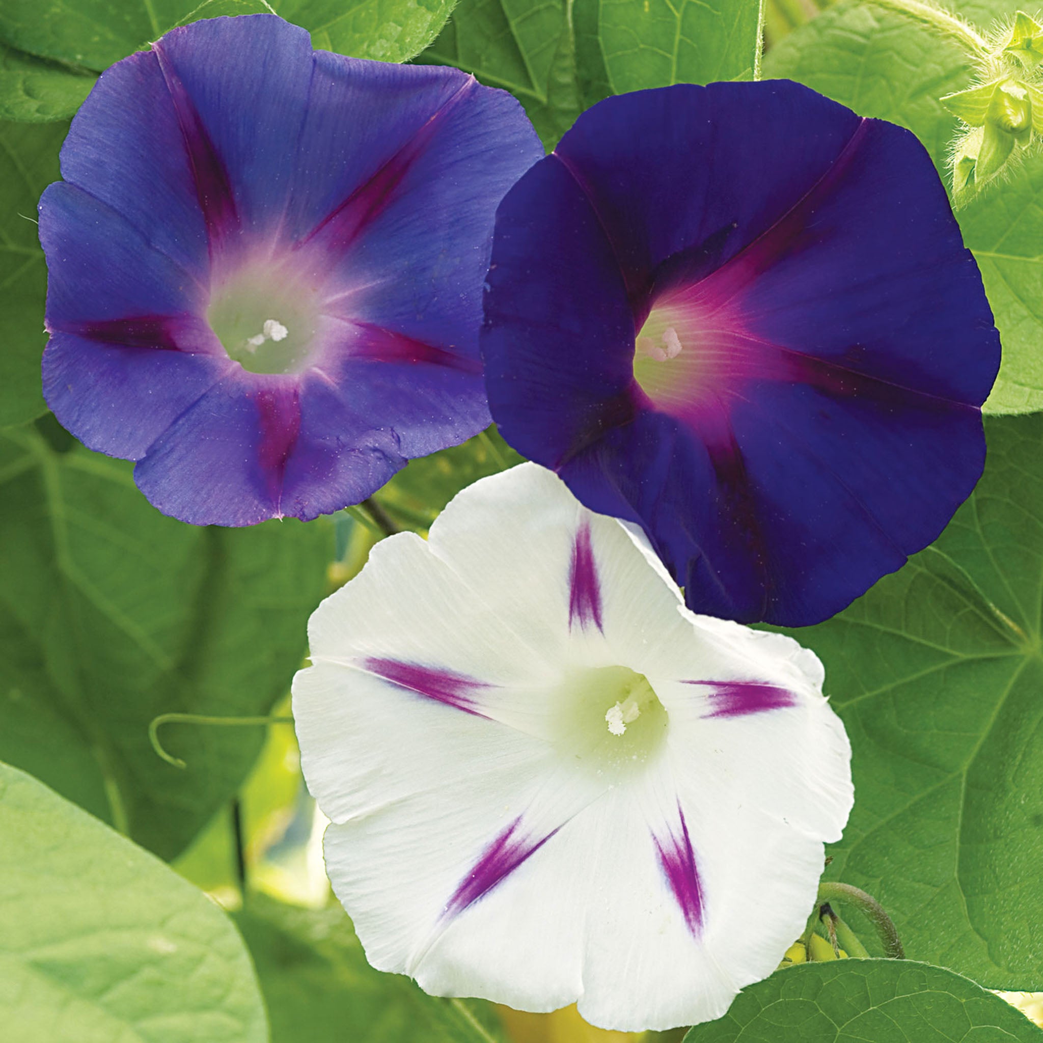 Celestial Mixed Colors Morning Glory